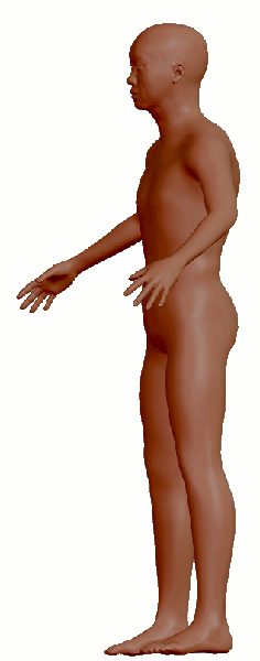 中高年体型変化